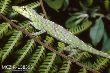Media type: image;   Herpetology R-158393 Description: Photo of animal in life, taken in the field by Dr. Kenneth Ichiro Miyata. A slide of the photo was scanned in 2012 by Melissa Wooley.;  Aspect: lateral